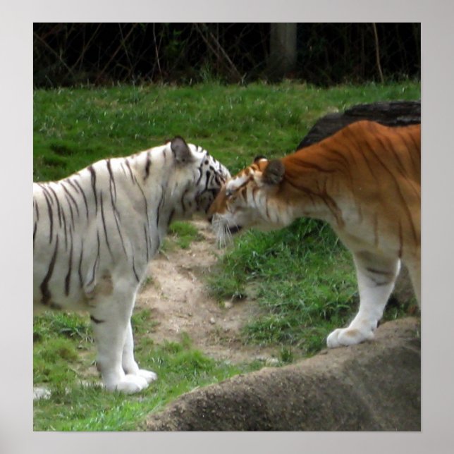 Tiger Love Poster (Front)