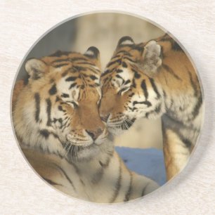 Tiger Love Sandstone Coaster