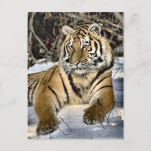 Tiger Lovers Art Gifts Postcard