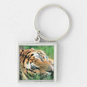 Tiger lying in grass key ring