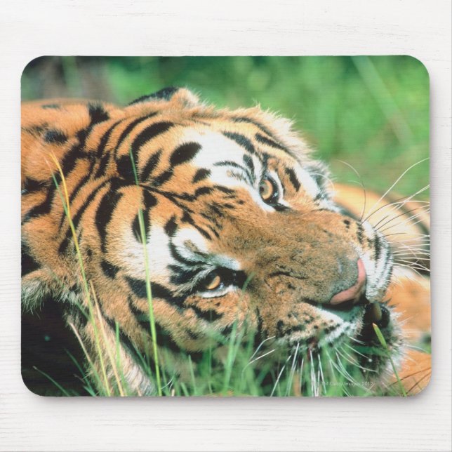 Tiger lying in grass mouse pad (Front)