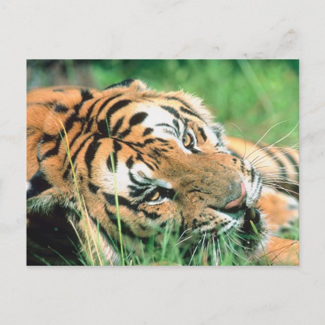 Tiger lying in grass postcard (Front)