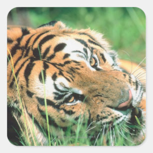 Tiger lying in grass square sticker