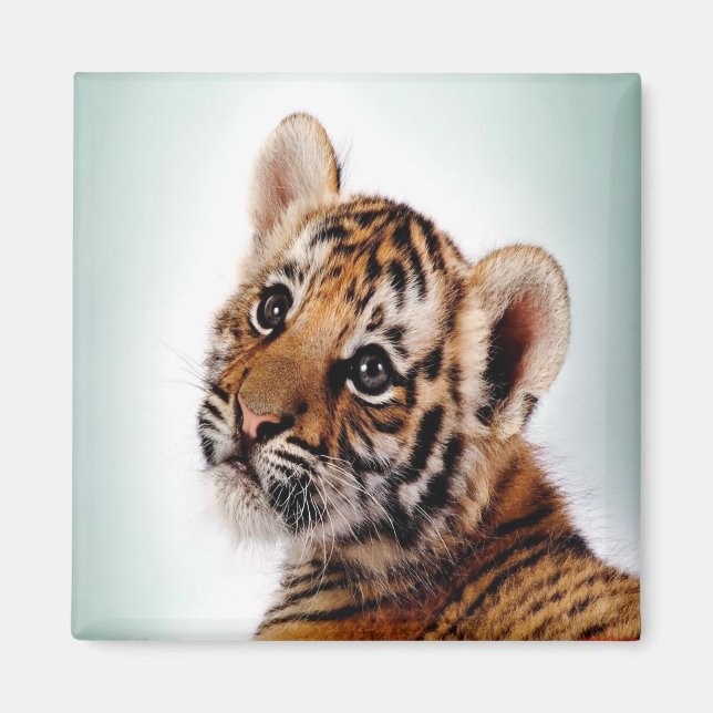 Tiger Magnet (Front)