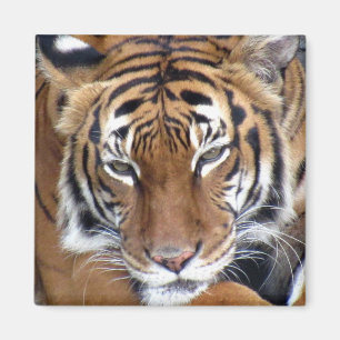 Tiger - Magnet