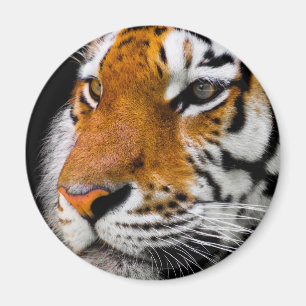 Tiger Magnet