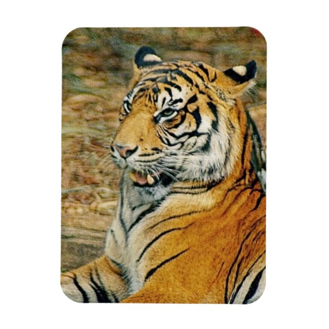 Tiger Magnet (Vertical)
