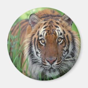 Tiger Magnet