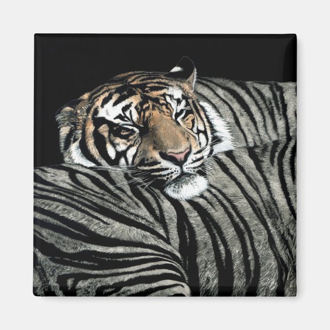 Tiger Magnet  #1 - "Sleeping Patterns" (Front)