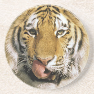 Tiger Michigan Zoo Coaster