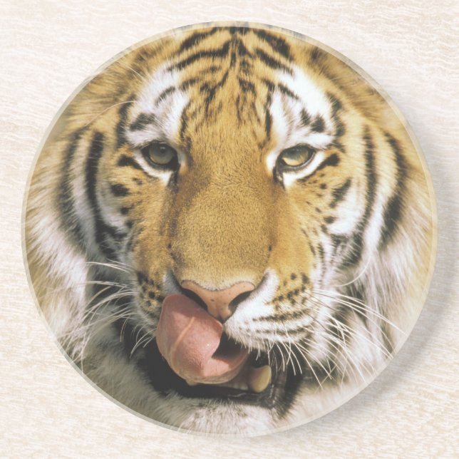 Tiger Michigan Zoo Coaster (Front)