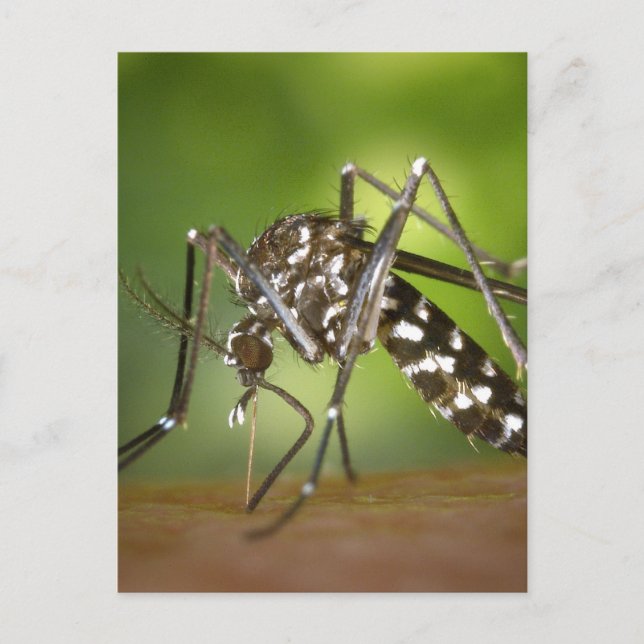 Tiger mosquito postcard (Front)