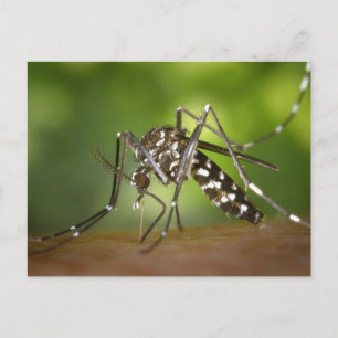 Tiger mosquito postcard