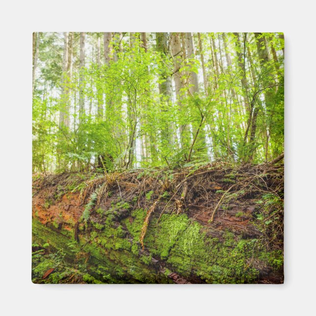 Tiger Mountain | Issaquah, Washington State Magnet (Front)