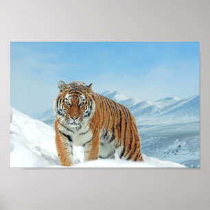 Tiger Mountains Winter Nature Photo Snow Print