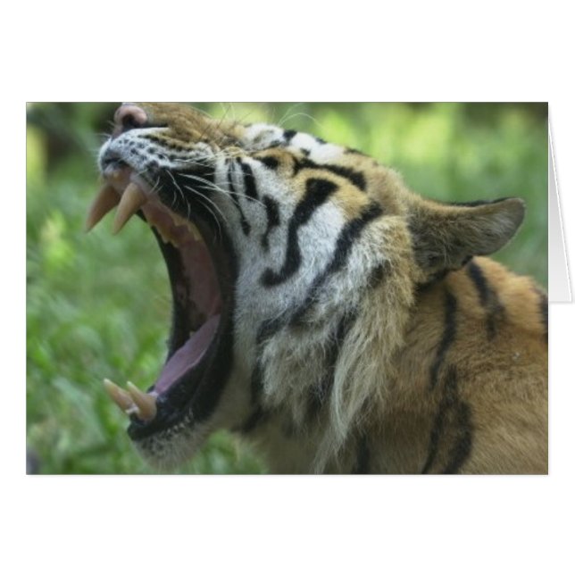 Tiger mouth (Front Horizontal)