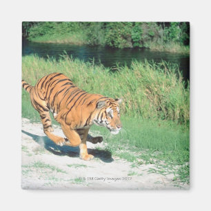 Tiger on path magnet