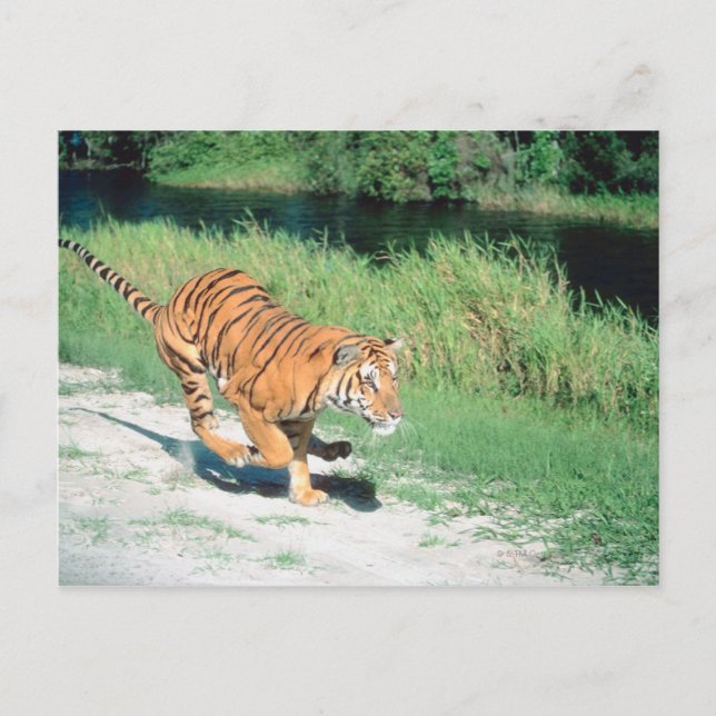 Tiger on path postcard (Front)