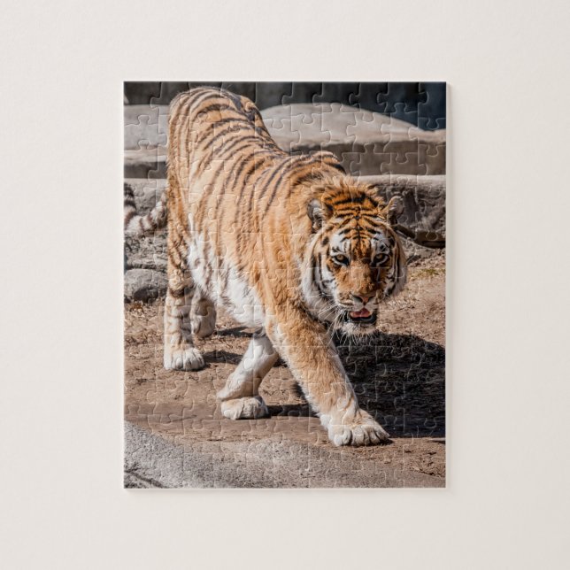 Tiger pacing jigsaw puzzle (Vertical)