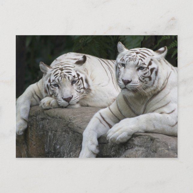 Tiger Pair Postcard (Front)