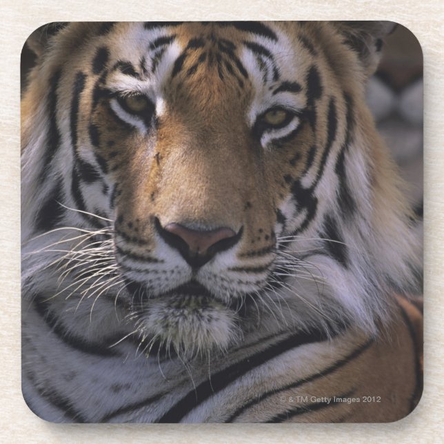 Tiger (Panthera tigris), close-up of head, Coaster (Front)