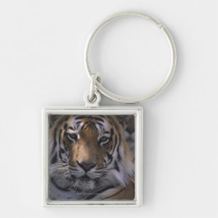 Tiger (Panthera tigris), close-up of head, Key Ring