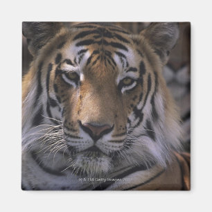 Tiger (Panthera tigris), close-up of head, Magnet