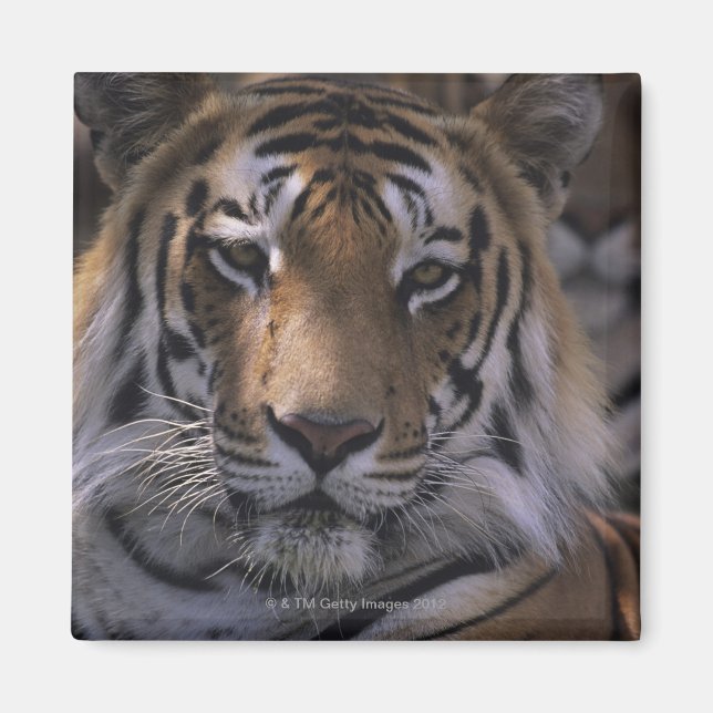 Tiger (Panthera tigris), close-up of head, Magnet (Front)