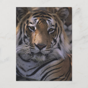 Tiger (Panthera tigris), close-up of head, Postcard