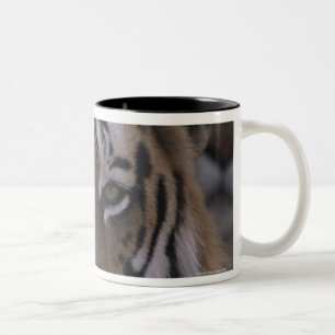Tiger (Panthera tigris), close-up of head, Two-Tone Coffee Mug