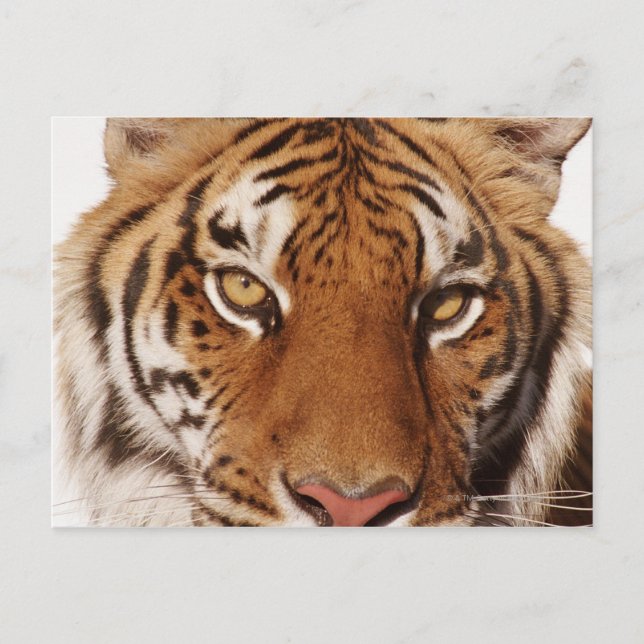 Tiger (Panthera tigris), close-up Postcard (Front)
