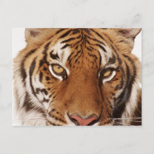 Tiger (Panthera tigris), close-up Postcard