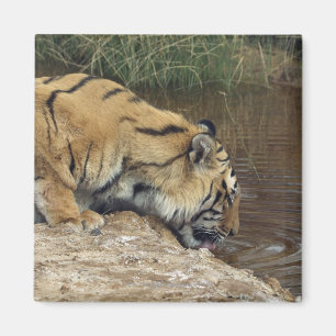 Tiger (Panthera tigris) lapping water up from a Magnet