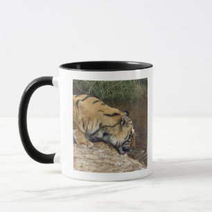 Tiger (Panthera tigris) lapping water up from a Mug