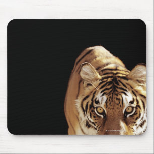 Tiger (Panthera tigris) Mouse Pad