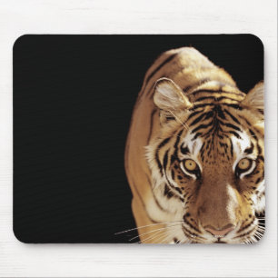 Tiger (Panthera tigris) Mouse Pad