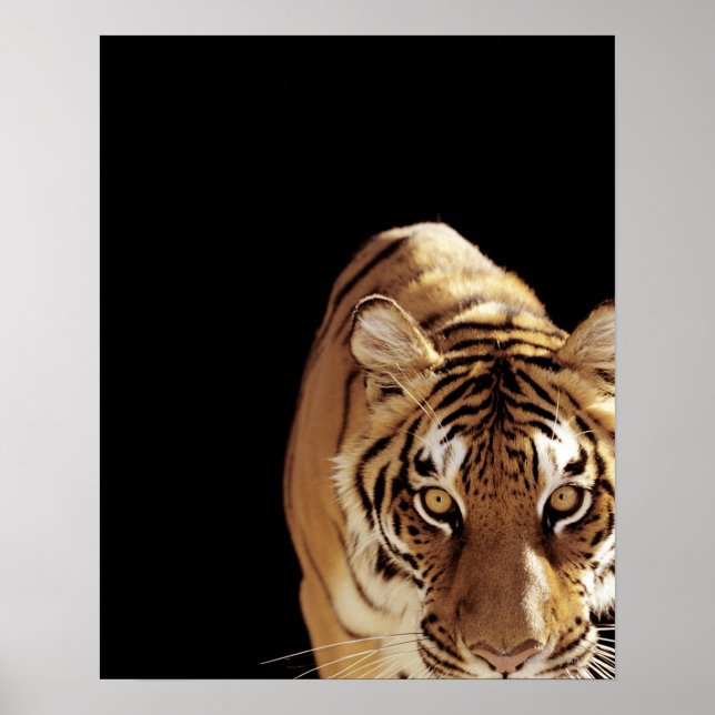 Tiger (Panthera tigris) Poster (Front)