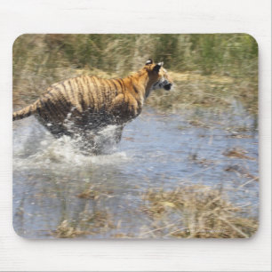Tiger (Panthera tigris) running through water. Mouse Pad
