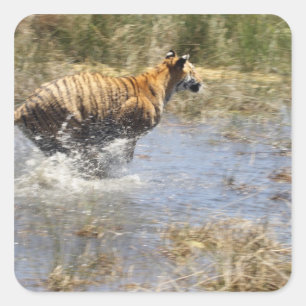 Tiger (Panthera tigris) running through water. Square Sticker