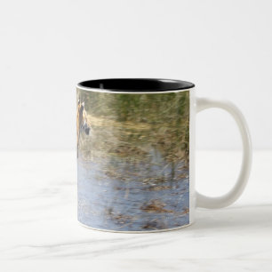 Tiger (Panthera tigris) running through water. Two-Tone Coffee Mug