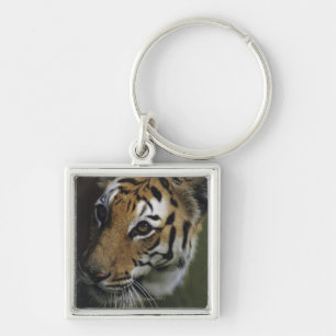 Tiger (Panthera tigris) standing, close-up of Key Ring