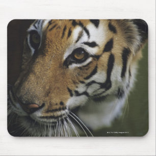 Tiger (Panthera tigris) standing, close-up of Mouse Pad