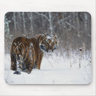 Tiger (Panthera tigris) standing in deep snow Mouse Pad