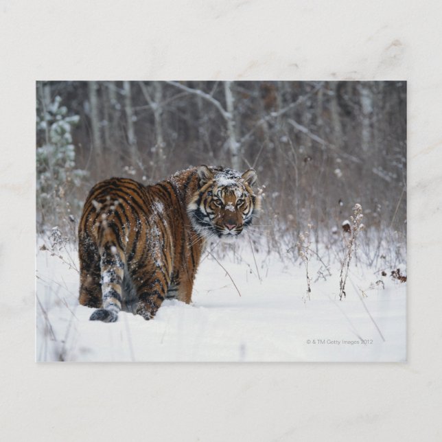 Tiger (Panthera tigris) standing in deep snow Postcard (Front)