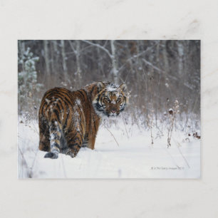 Tiger (Panthera tigris) standing in deep snow Postcard