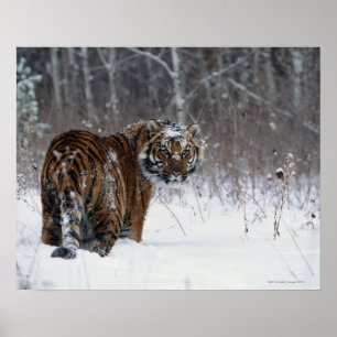 Tiger (Panthera tigris) standing in deep snow Poster