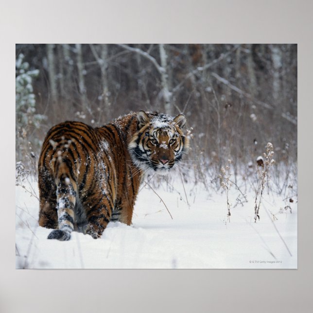 Tiger (Panthera tigris) standing in deep snow Poster (Front)