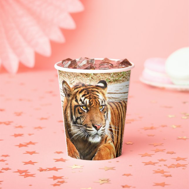 Tiger Paper Cups (Insitu)