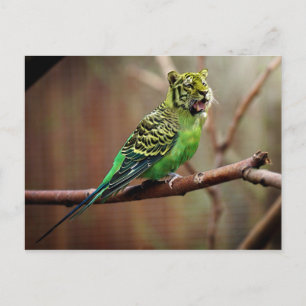 Tiger Parakeet Postcard