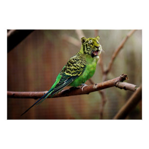 Tiger Parakeet Poster